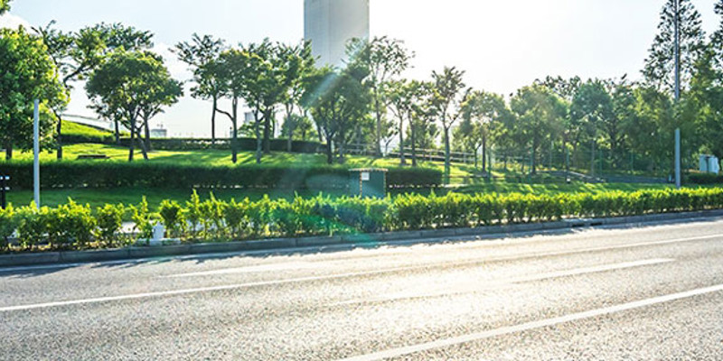 a road with bushes and trees